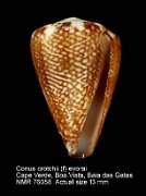 Conus crotchii (f) evorai